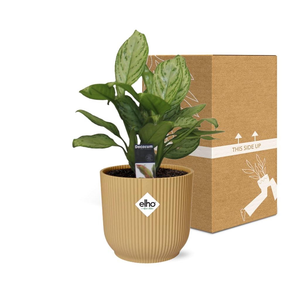 Aglaonema Christina in ELHO Vibes Fold 14cm Gelb – Pflegeleicht & Luftreinigend