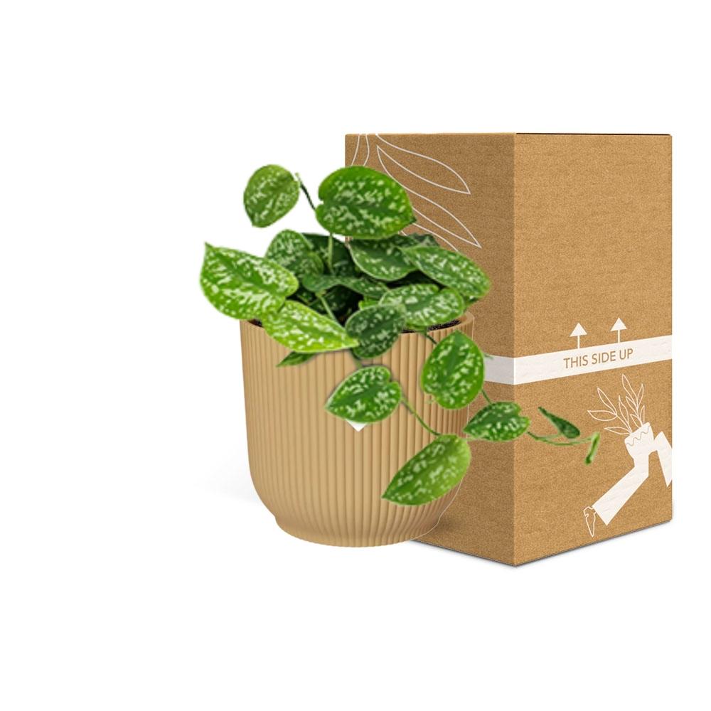 Scindapsus Pictus ‘Argyraeus’ im ELHO Vibes Fold 14cm Topf gelb