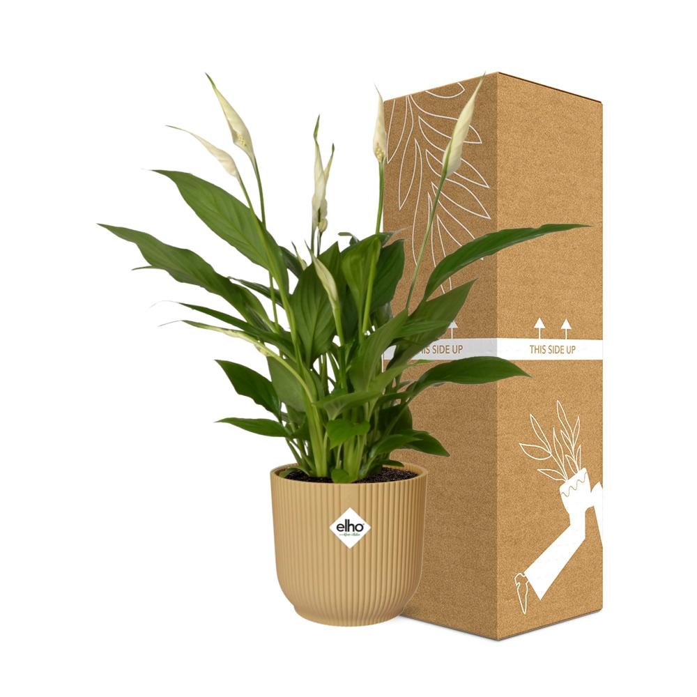 Spathiphyllum Torelli 12 cm im ELHO Vibes Fold Topf Gelb