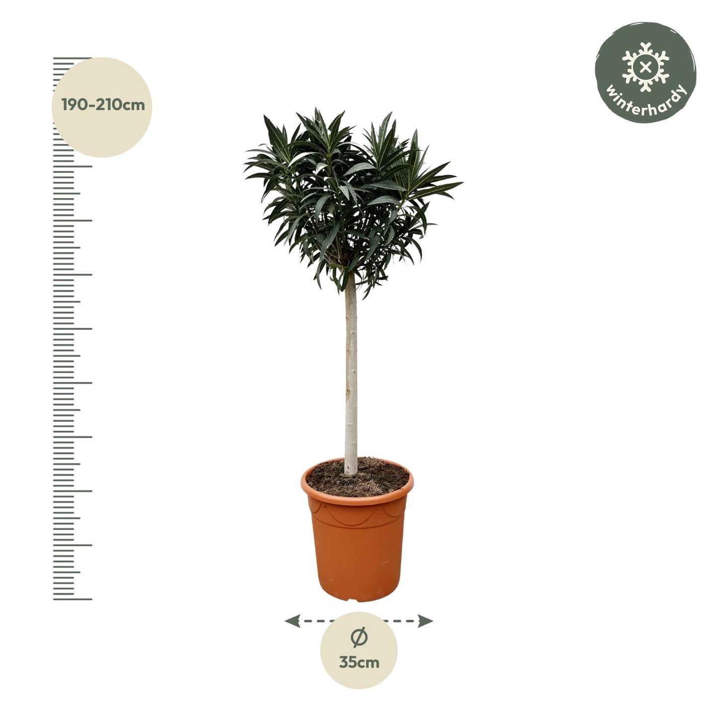 Nerium Oleander op Stam mit rosa Blüte – 200 cm, Ø 35 cm