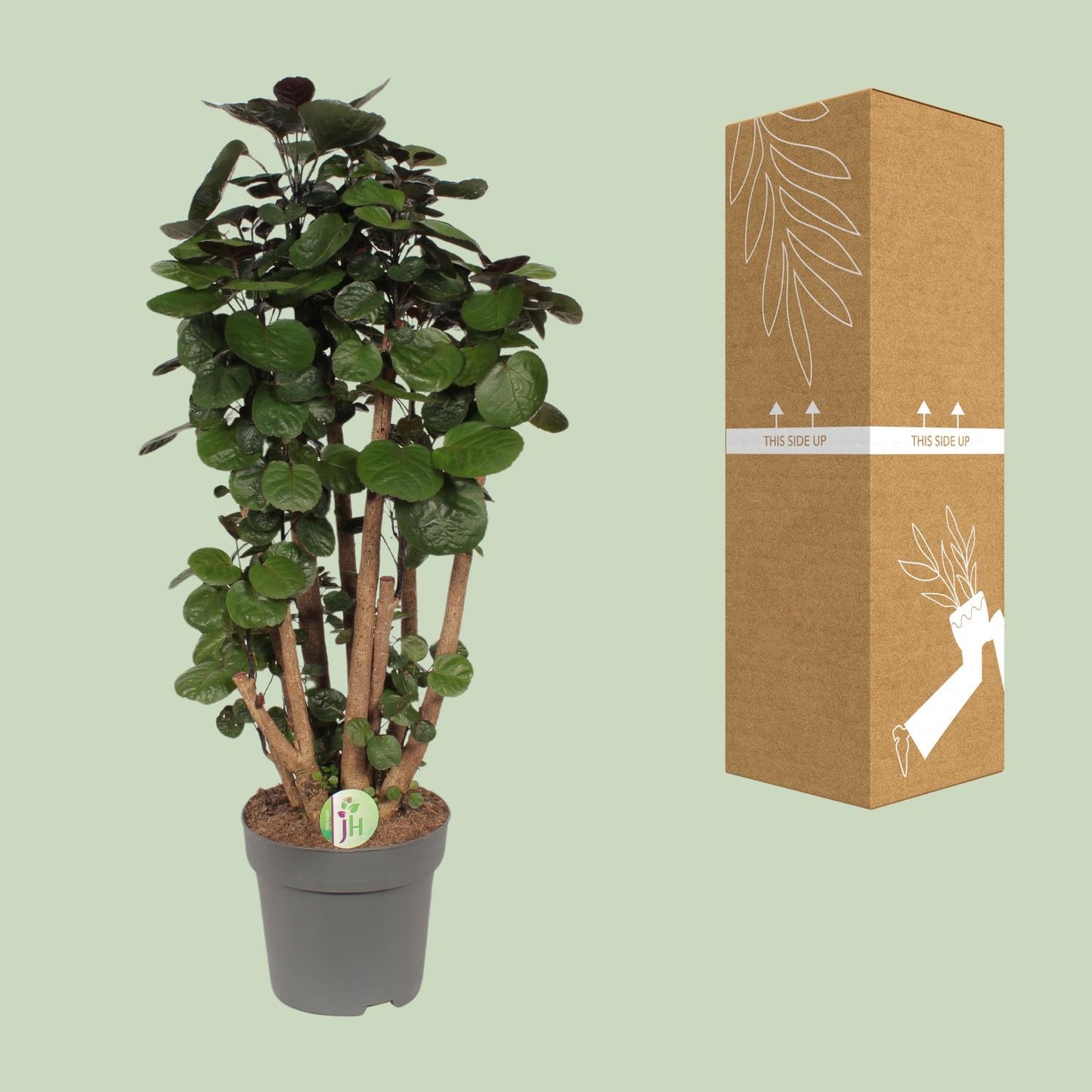 Polyscias Fabian - pflegeleichte XXL Zimmerpflanze Ø24cm