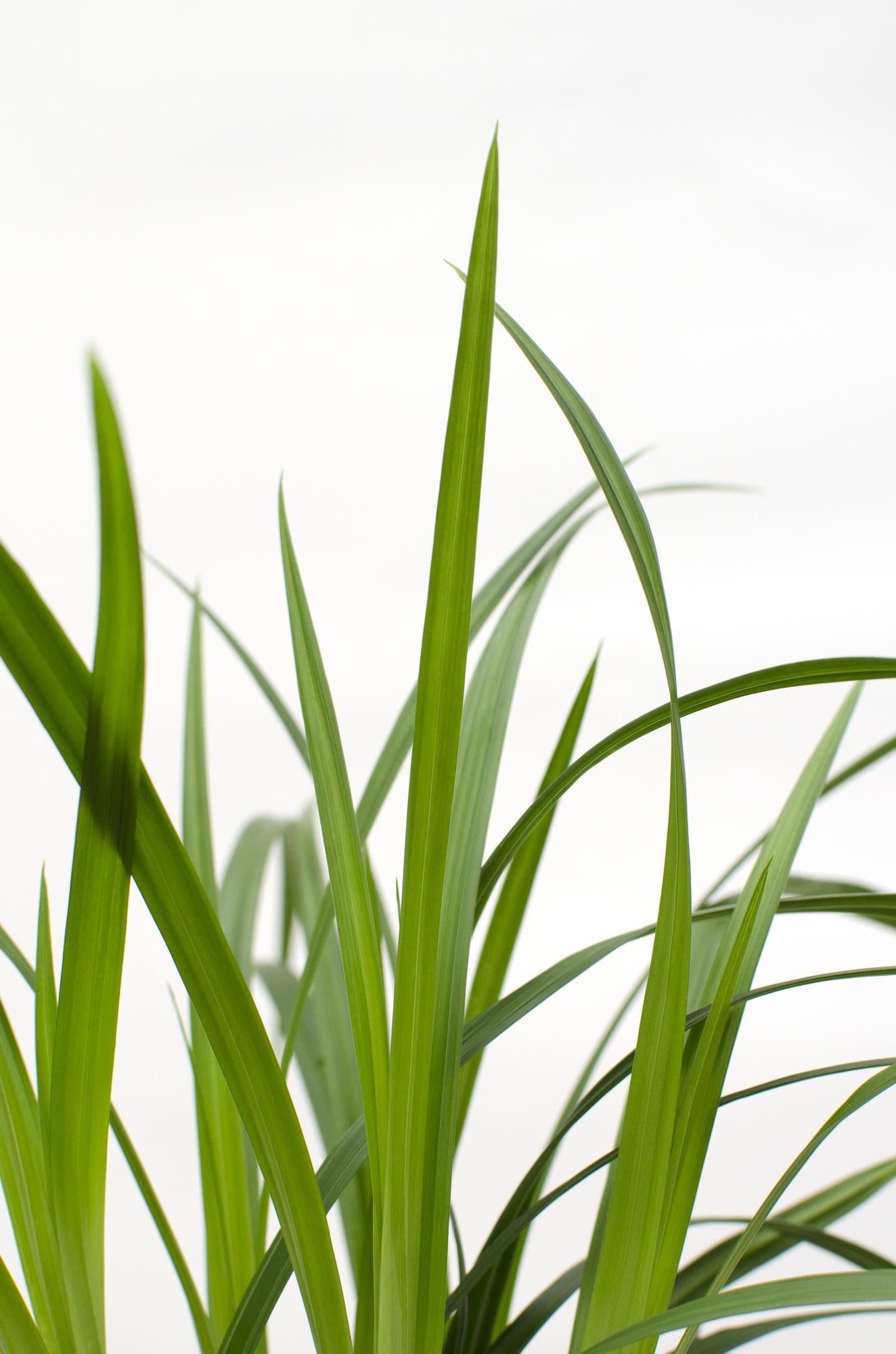 3x Carex morrowii 'Irish Green' - Robust & Pflegeleicht Ø14cm
