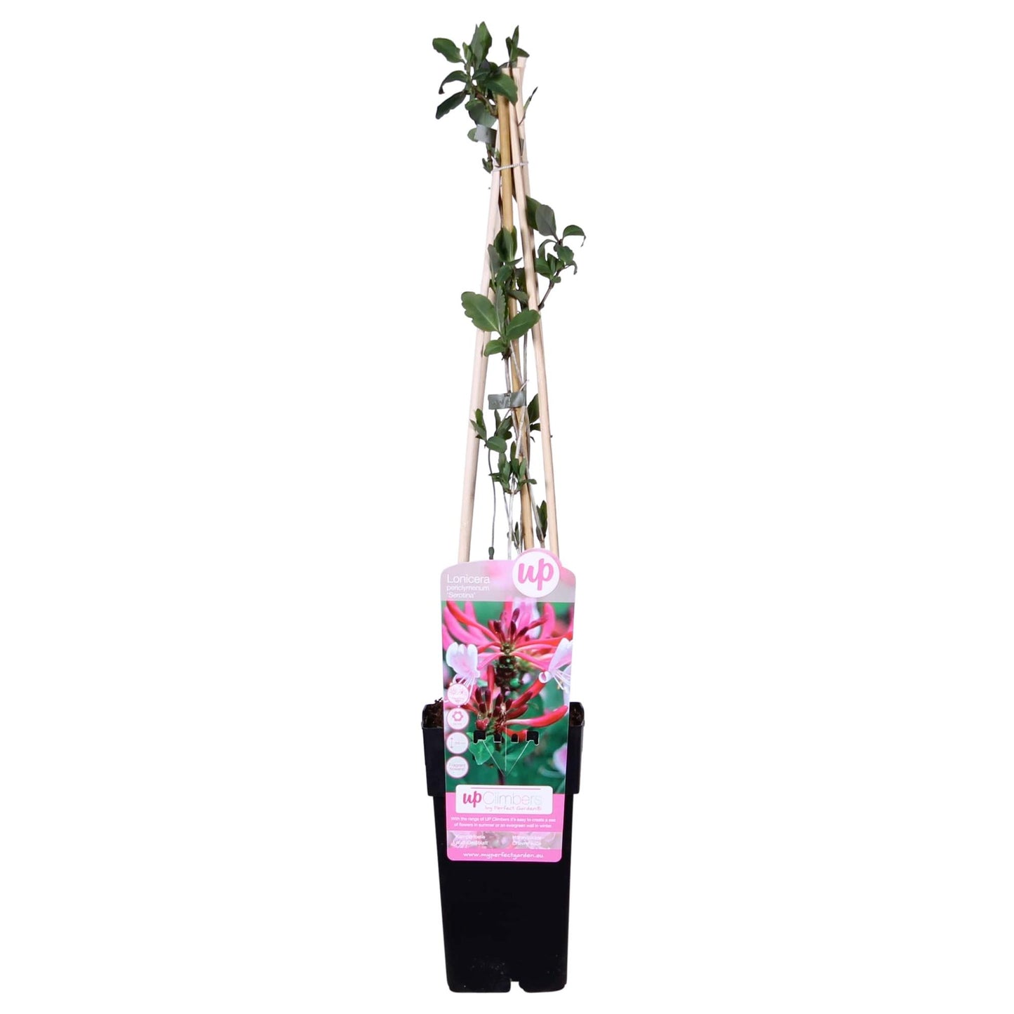 Lonicera periclymenum 'Serotina' – Duftende Kletterpflanze Ø15cm