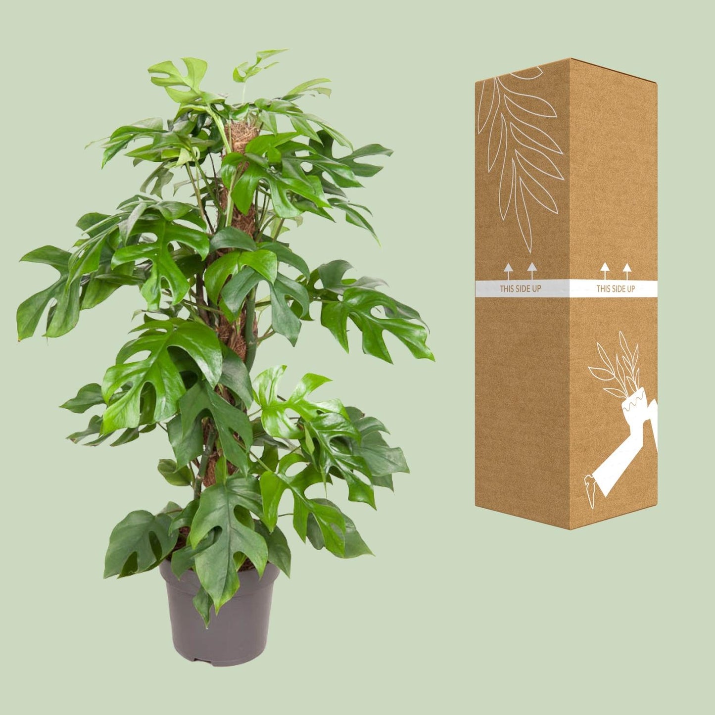 Monstera Minima - pflegeleichte Zimmerpflanze Ø19cm, ca. 80cm hoch