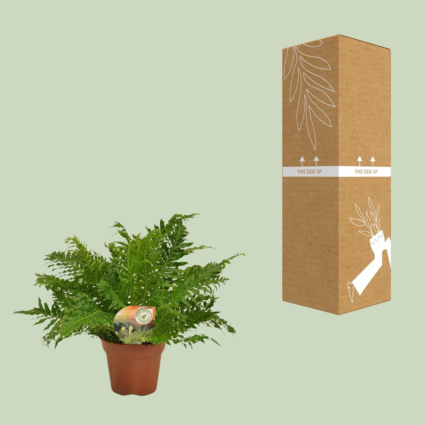 Blechnum Silver Lady - Eleganter Zimmerfarn Ø17cm, 50cm hoch