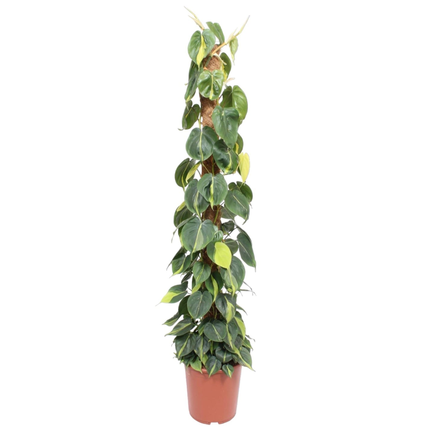 Philodendron Scandens Brasil Moosstab – 150 cm, Ø 27 cm