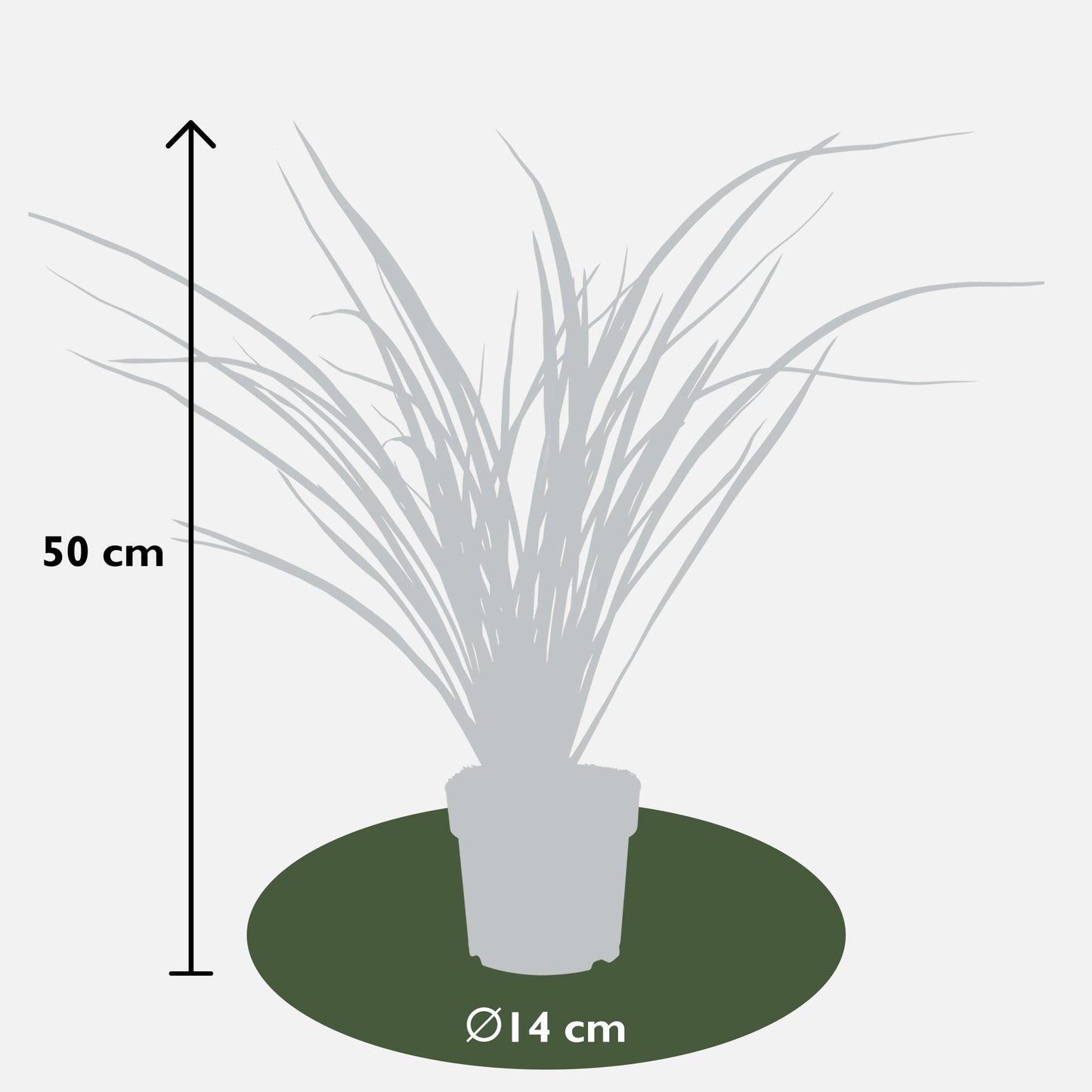 Phormium 'Rubra Nana' – Robuste Klumpenpflanze Ø14cm