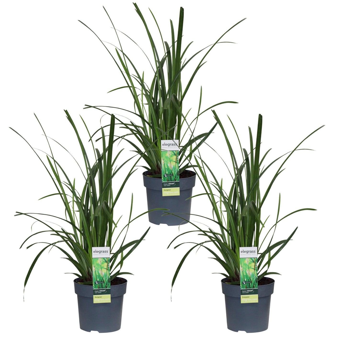 3x Carex morrowii 'Irish Green' - Robust & Pflegeleicht Ø14cm