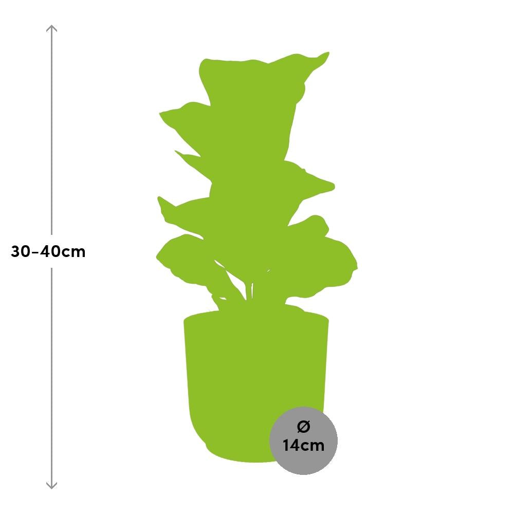 Ficus Lyrata ‘Bambino’ im ELHO Vibes Fold 14cm Topf rosa
