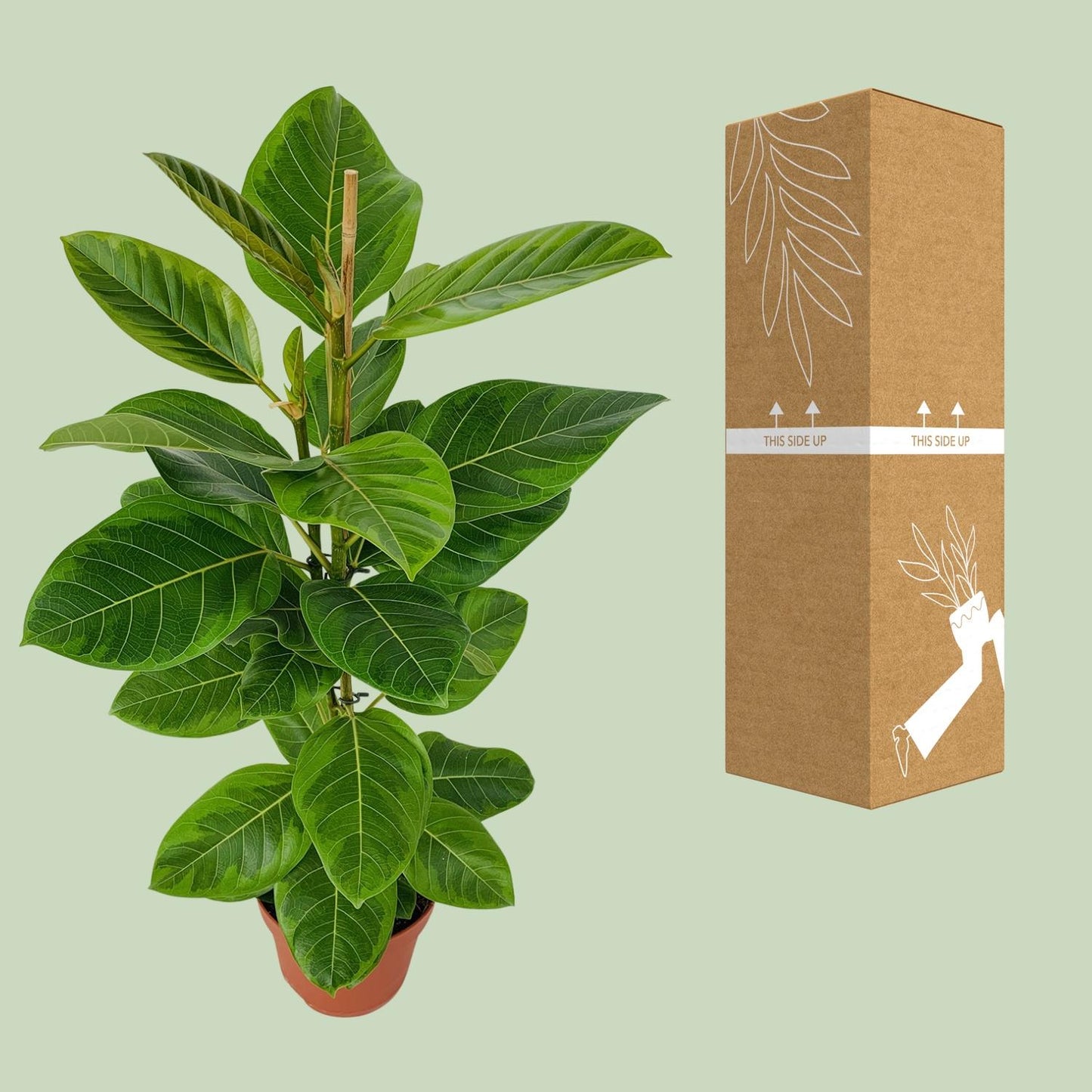 Ficus Altissima - Pflegeleichter Feigenbaum Ø21cm, 95cm hoch