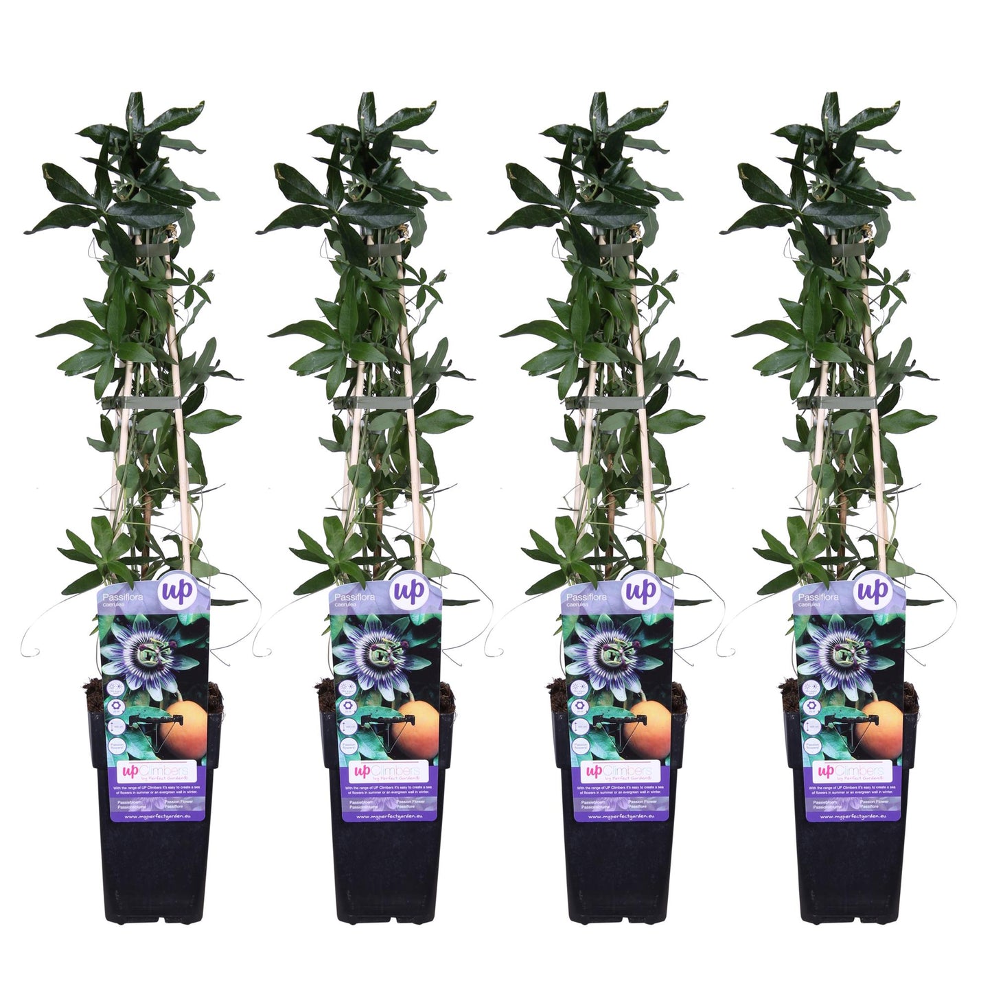 Passiflora caerulea – Kletterpflanze mit tropischem Flair Ø15cm