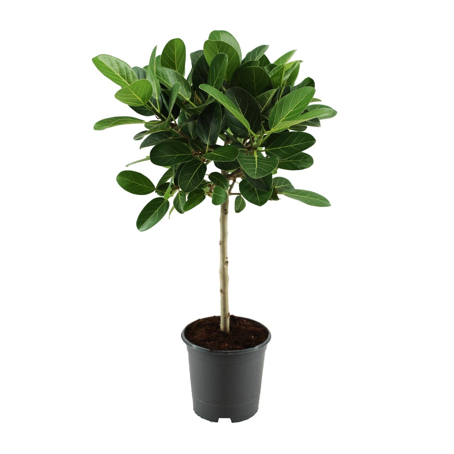 Ficus benghalensis Petite Audrey – Pflegeleichter Halbschatten-Ficus Ø21cm