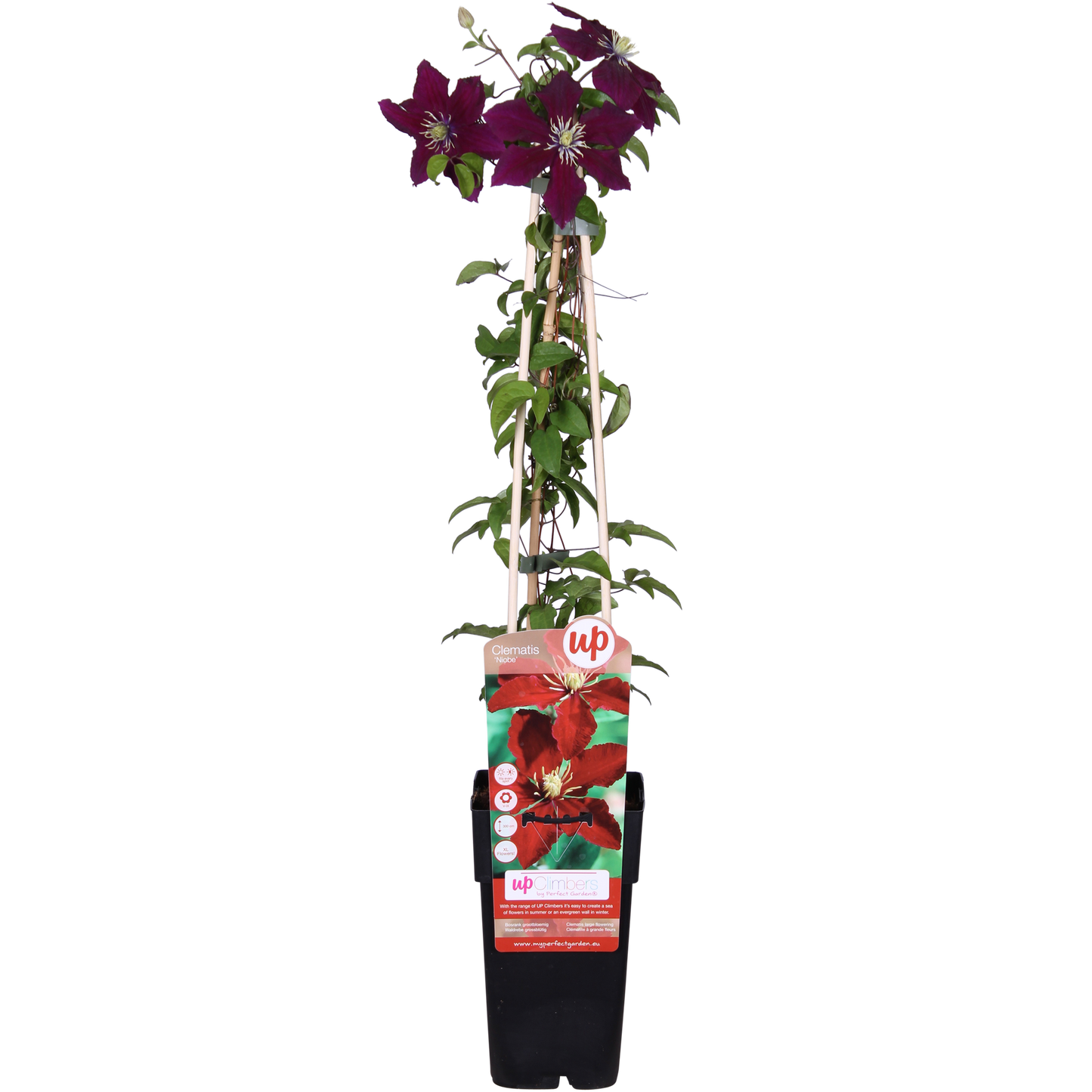 Clematis Niobe – Große rote Kletterpflanze Ø15cm