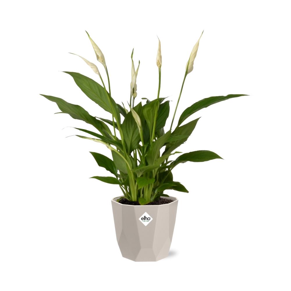 Spathiphyllum Torelli 12 cm in ELHO b.for rock Topf warm grey