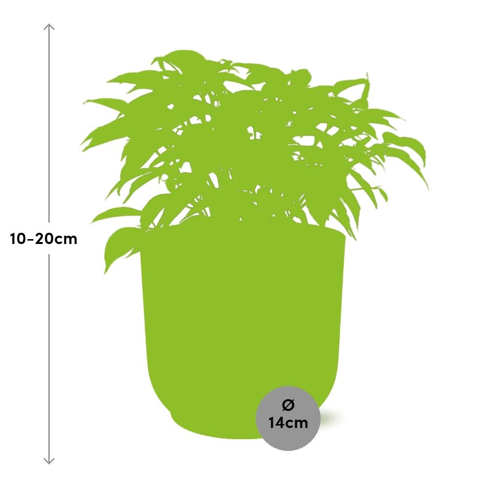Ficus Benjamina Kinky im ELHO Vibes Fold 14cm Topf rosa