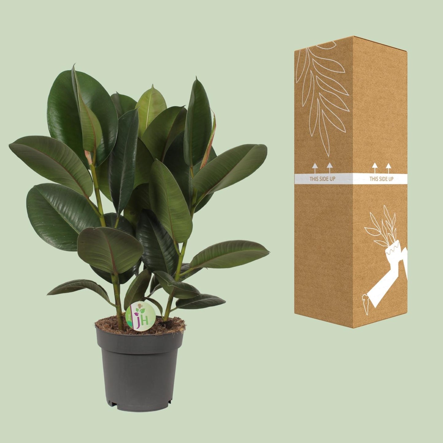 Ficus Robusta Ø19cm – Robuste & pflegeleichte Zimmerpflanze