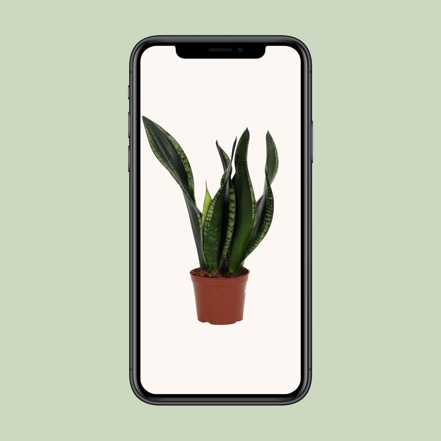 Sansevieria Whitney – Pflegeleichte Schwiegermutterzunge Ø12cm
