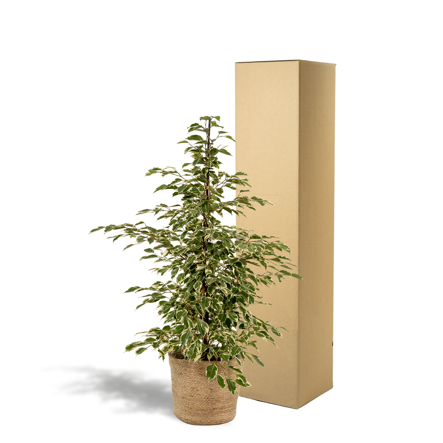 Ficus benjamina Twilight – Ø21cm, 95cm hoch mit Korb Selin