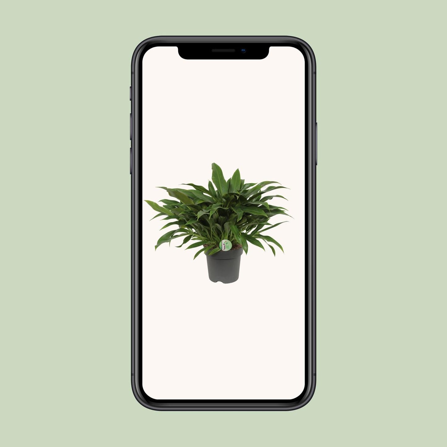 Philodendron Little Phil – pflegeleichte Zimmerpflanze Ø17cm
