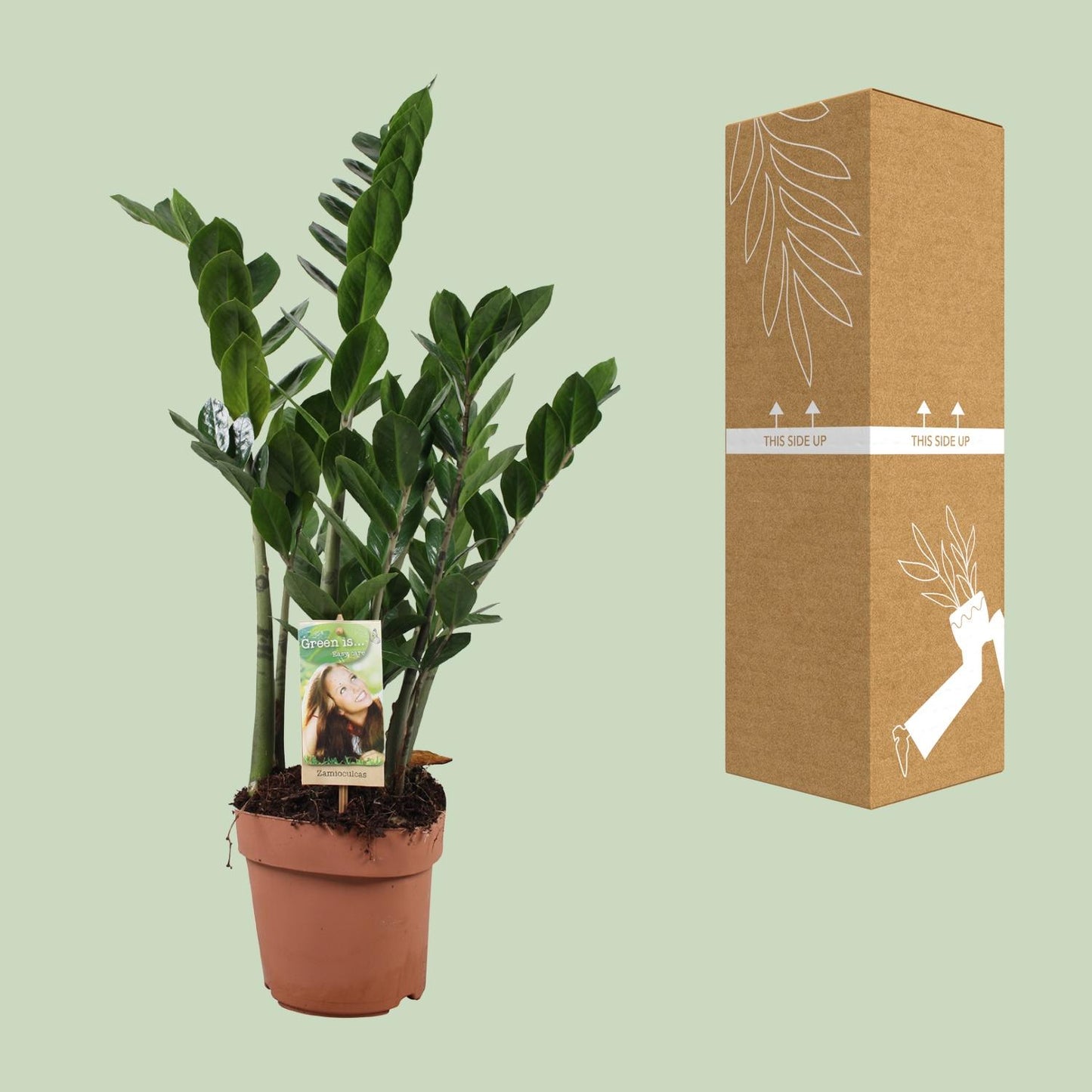 Zamioculcas Zamiifolia – Pflegeleichte ZZ-Pflanze Ø17cm, 70cm hoch