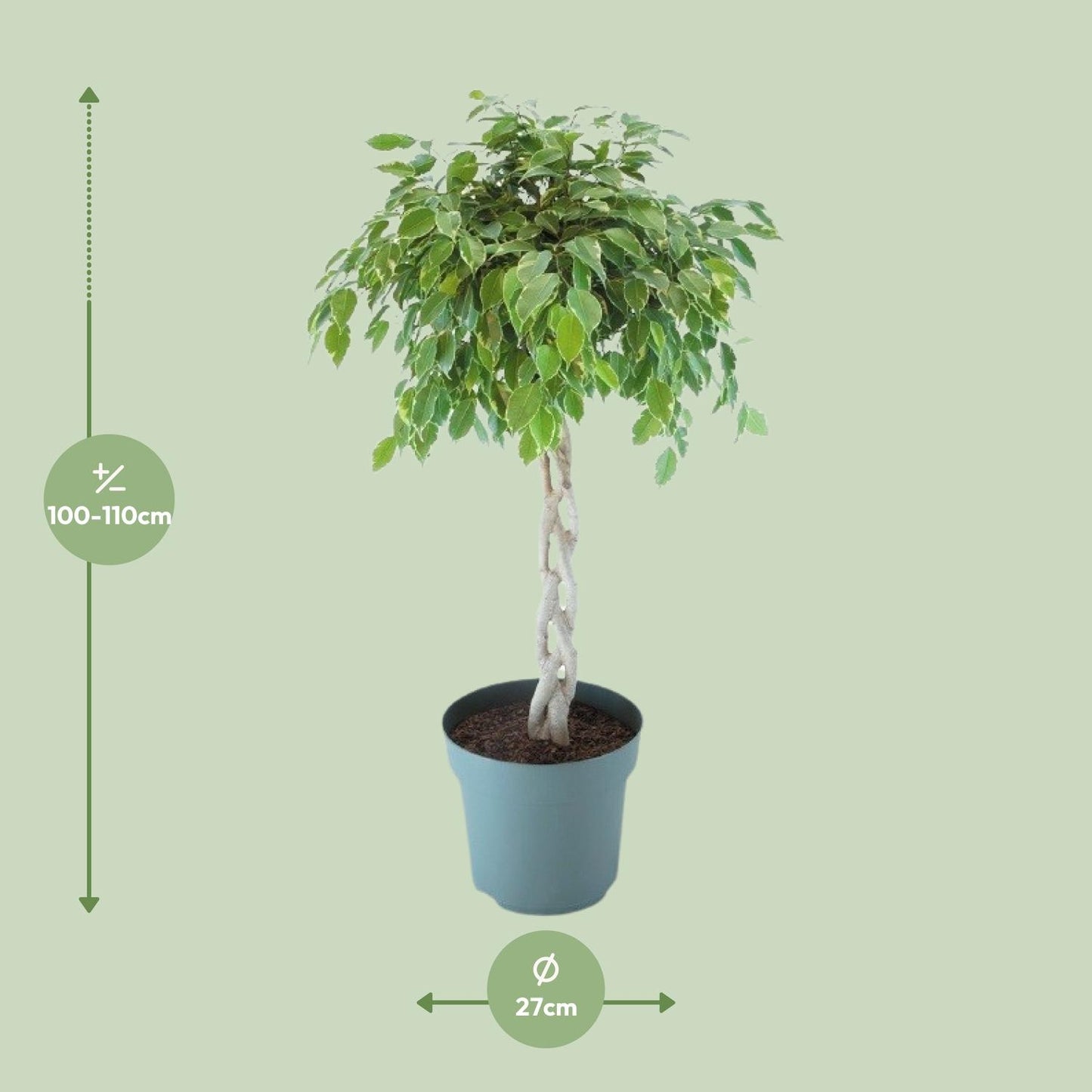 Ficus Safrana / Golden King Gevlochten – Ø27cm, ca. 110cm