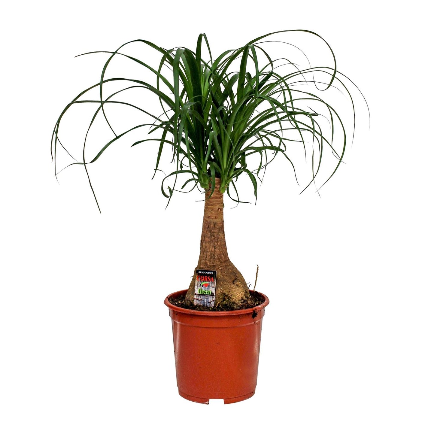 Beaucarnea Nolina Elefantenfuß Ø19cm, Höhe 60cm
