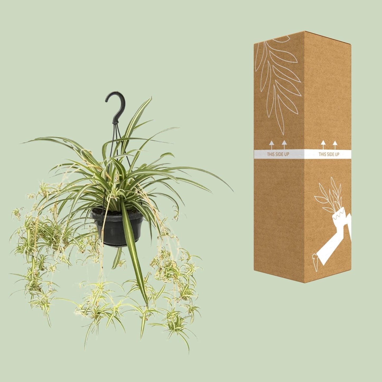 Chlorophytum comosum Variegatum – Spinnenpflanze Ø14cm, 55cm hoch