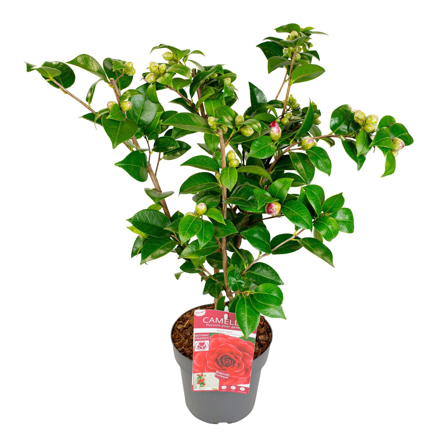 Camellia japonica 'Black Lace' – Eleganter immergrüner Strauch