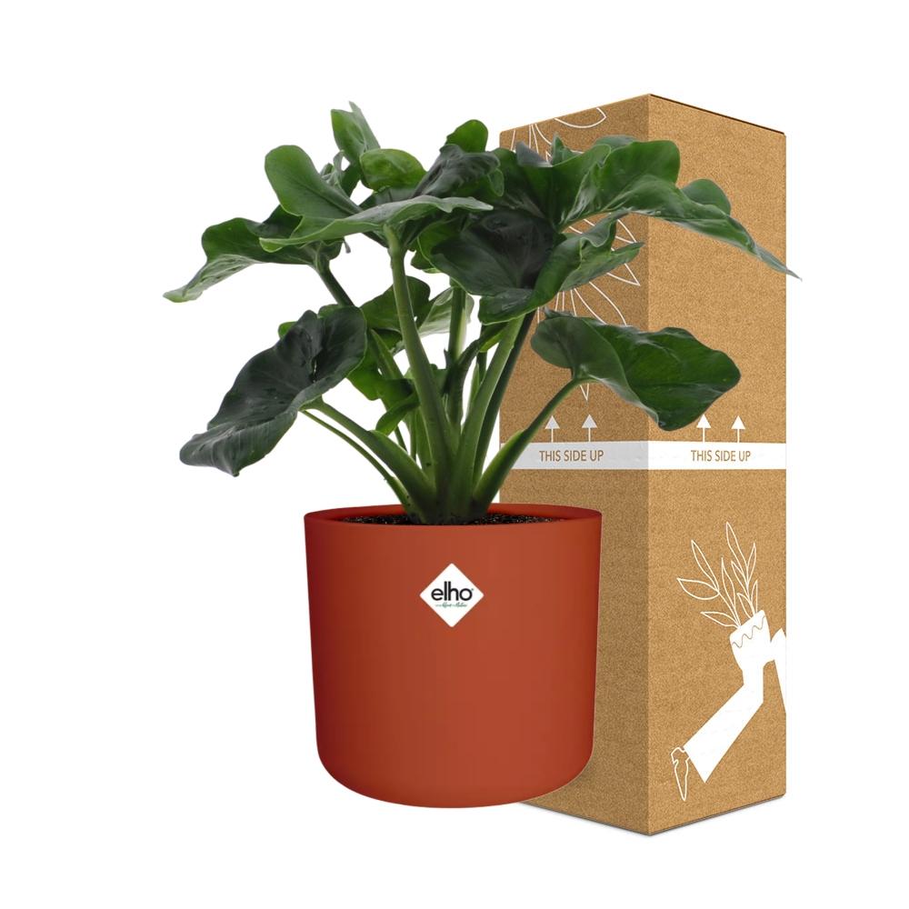 Philodendron Atom im ELHO b.for soft rond 14cm Topf brique