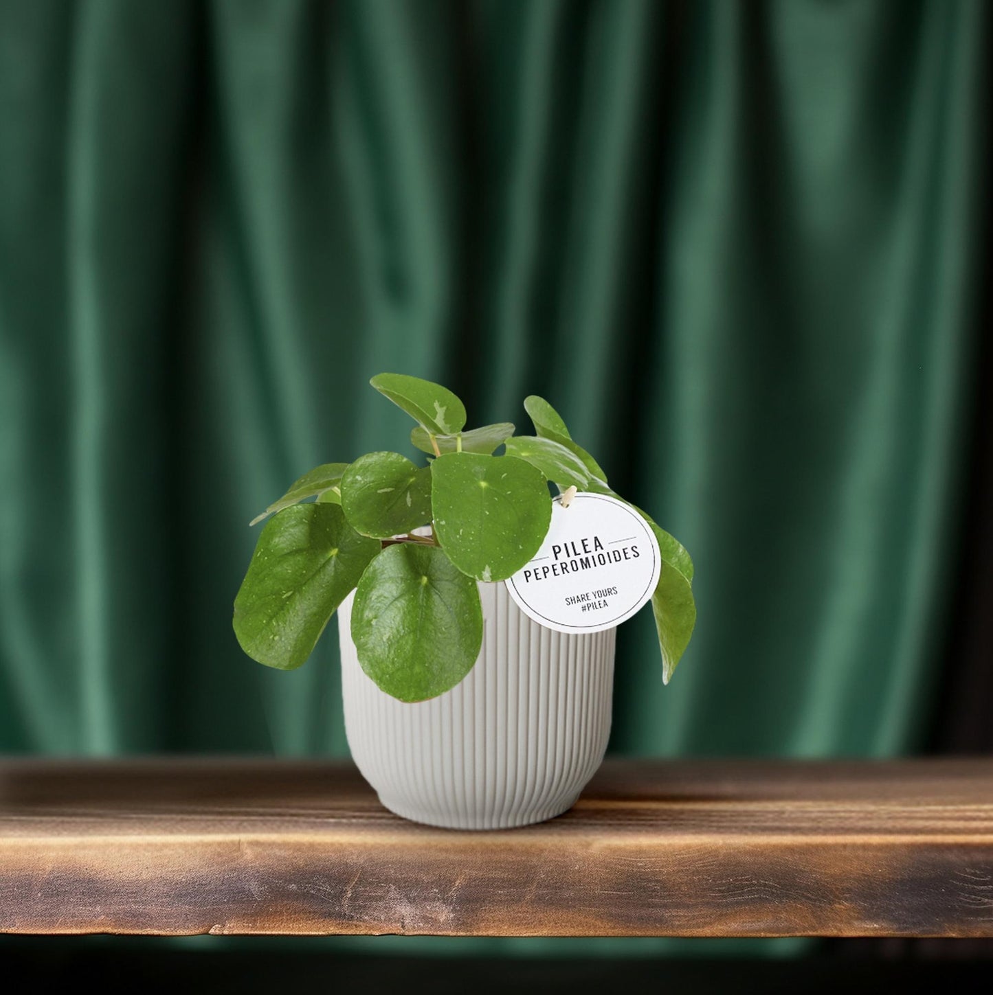 Pilea White Splash – stilvolle, pflegeleichte Zimmerpflanze Ø13cm
