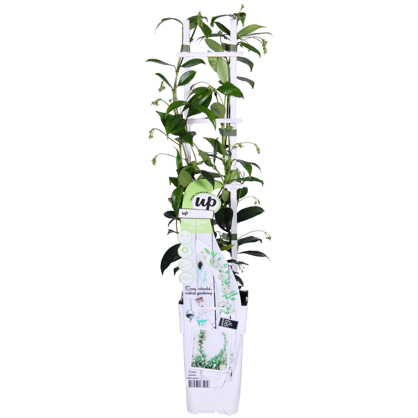 2x Trachelospermum 'Star of Venice' – Duftende Kletterpflanzen Ø15cm