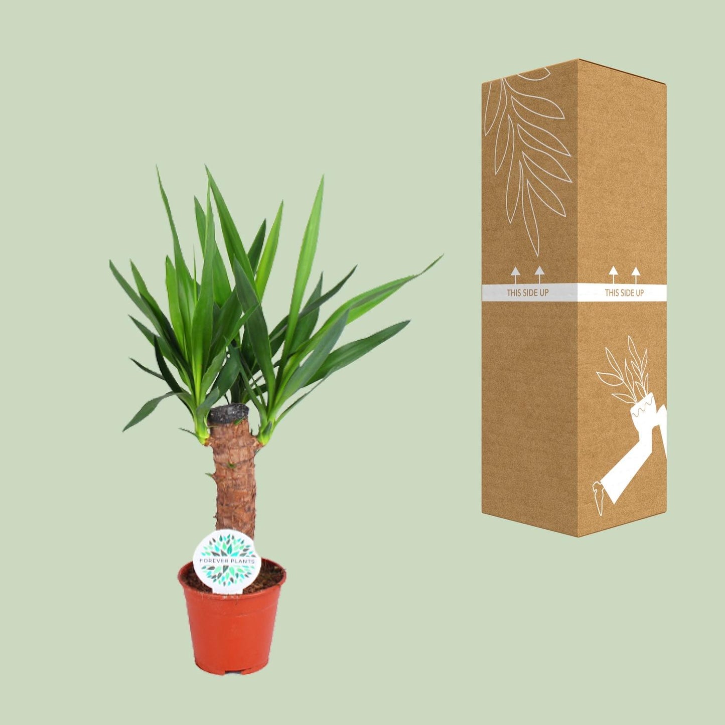 Yucca Elephantipes – Pflegeleichte Zimmerpflanze Ø14cm, 60cm hoch