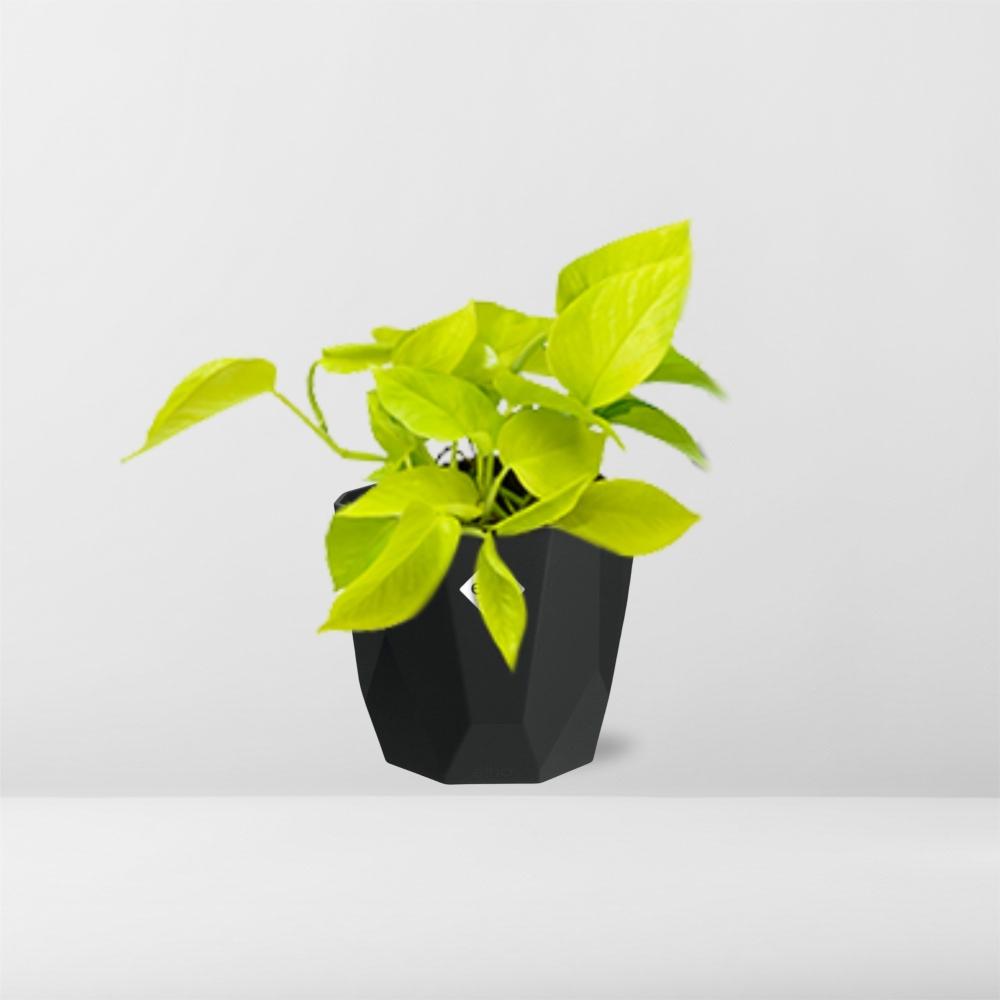 Epipremnum Pinnatum ‘Golden Pothos’ – Pflegeleichte Kletterpflanze in 14cm Topf