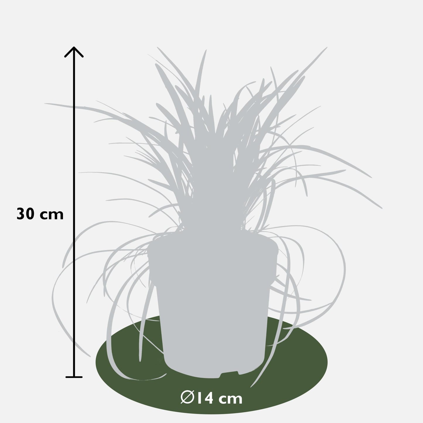 Ophiopogon planiscapus Nigrescens – Pflegeleichtes schwarzes Ziergras