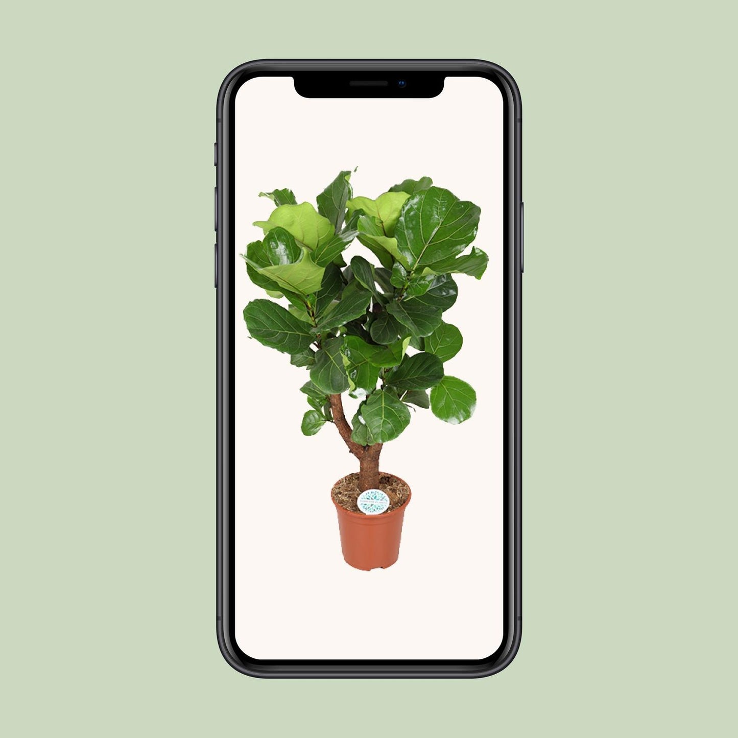 Ficus Lyrata – Elegante, pflegeleichte Zimmerpflanze Ø27cm