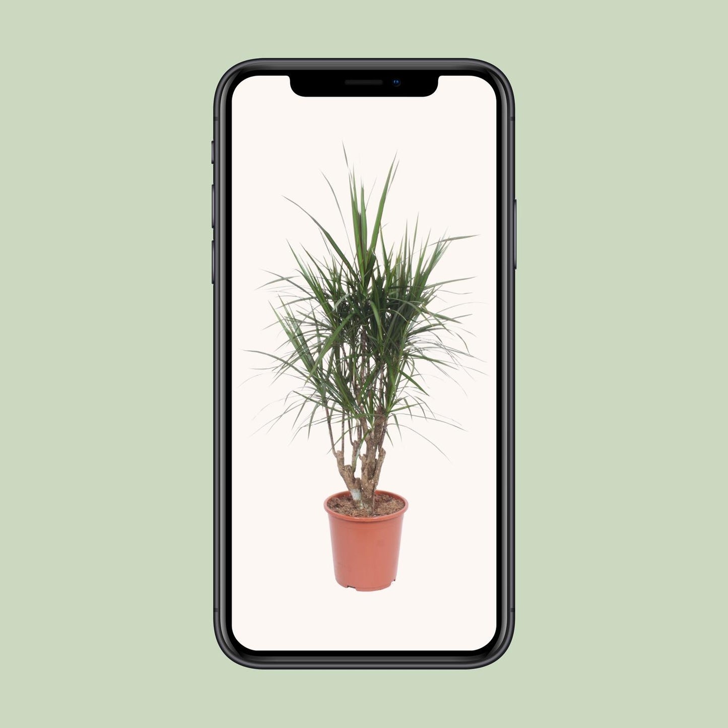 Dracaena Marginata – stilvoller Drachenbaum Ø27cm, 130cm hoch