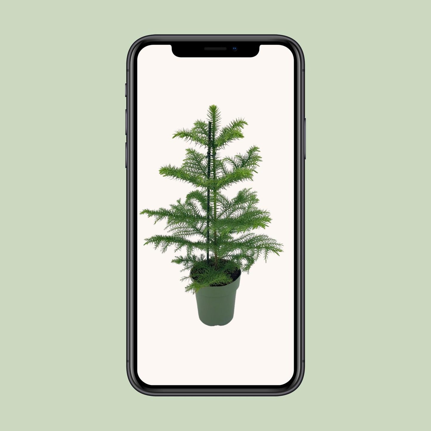 Araucaria heterophylla – pflegeleichter Schlangenbaum Ø14cm