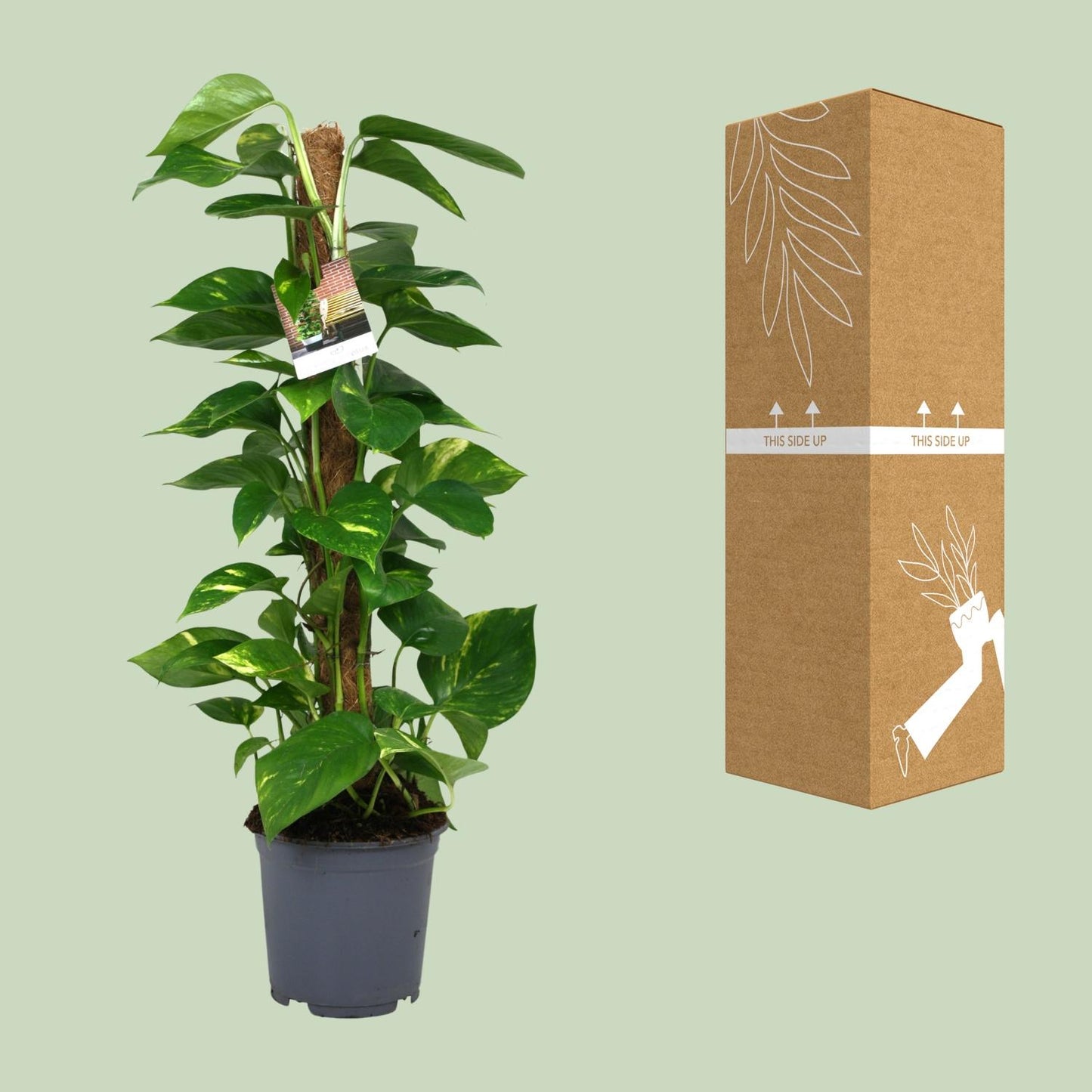 Scindapsus Epipremnum – pflegeleichte Zimmerpflanze Ø19cm
