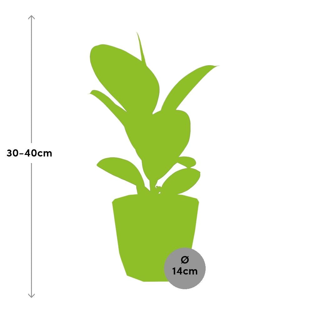 Ficus Elastica ‘Robusta’ in ELHO b.for rock 14 cm warm grey