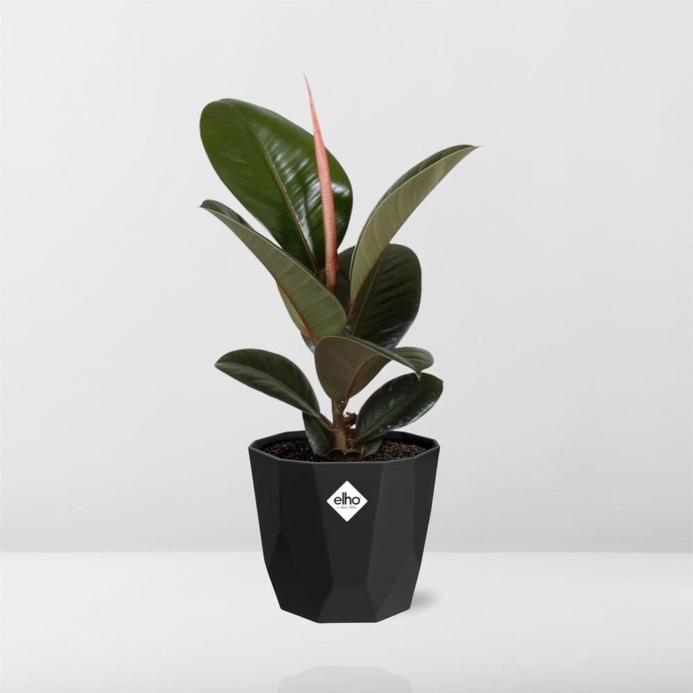 Ficus Elastica ‘Robusta’ – Pflegeleichter Feigenbaum in schwarzem Topf