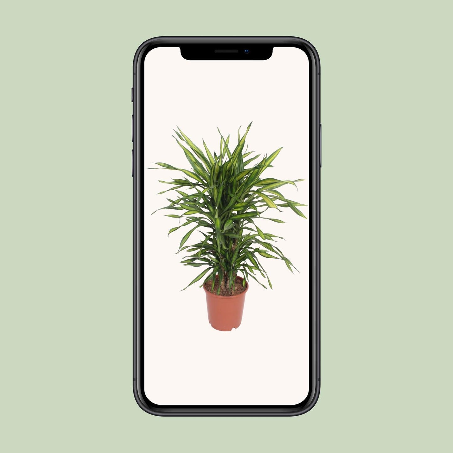 Dracaena Fragrans Riki – Eleganter Drachenbaum Ø24cm, 90cm hoch