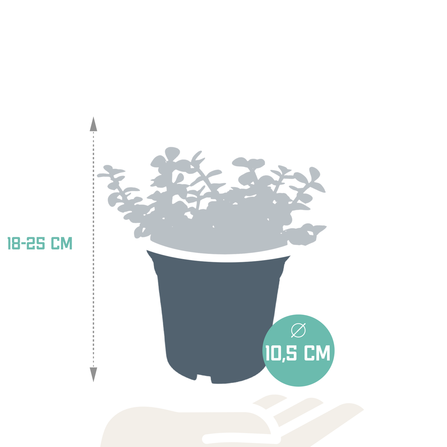 Portulacaria afra – Pflegeleichte Sukkulente ohne Topf