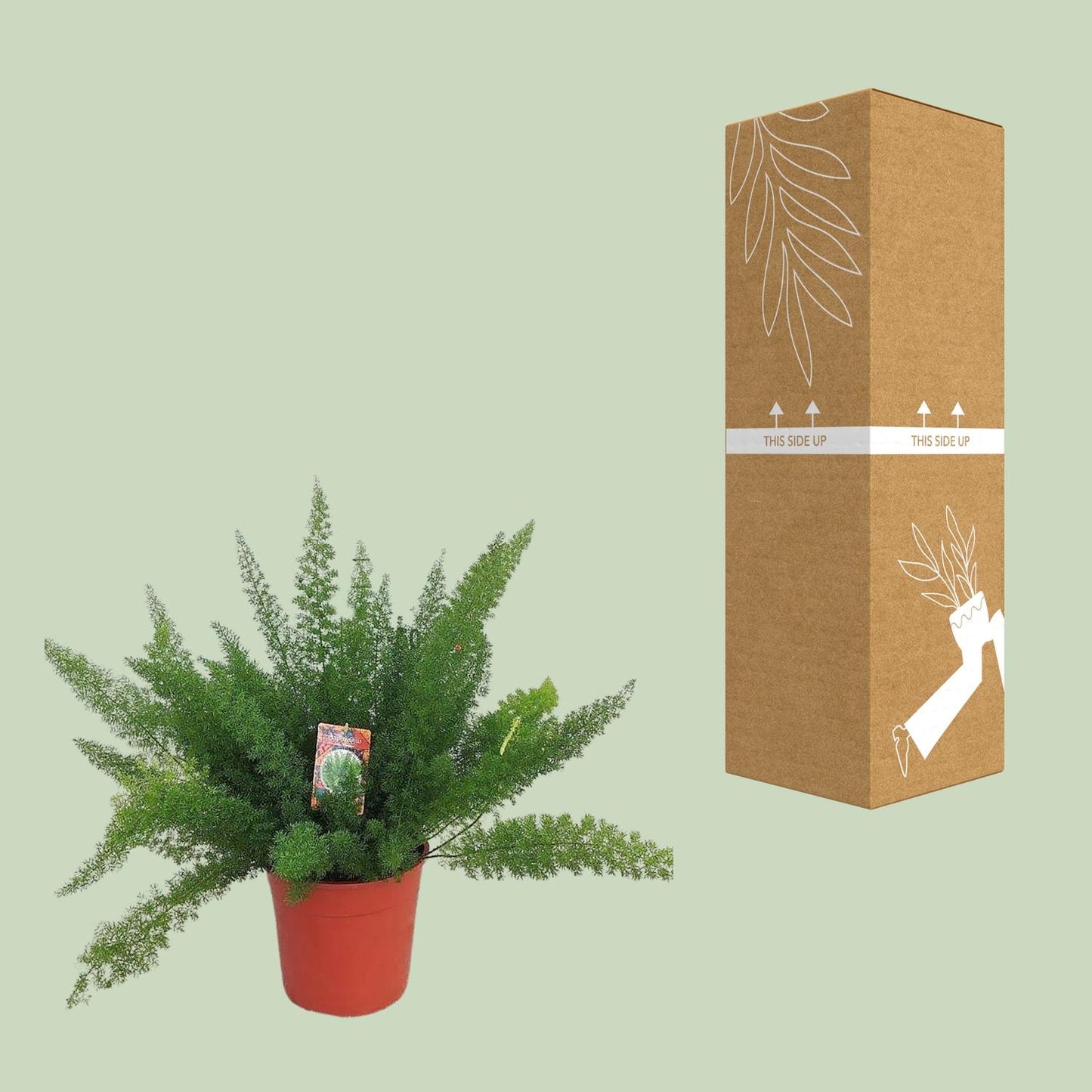 Asparagus D. Meyers – Pflegeleichter Spargelfarn Ø27cm, 60cm hoch