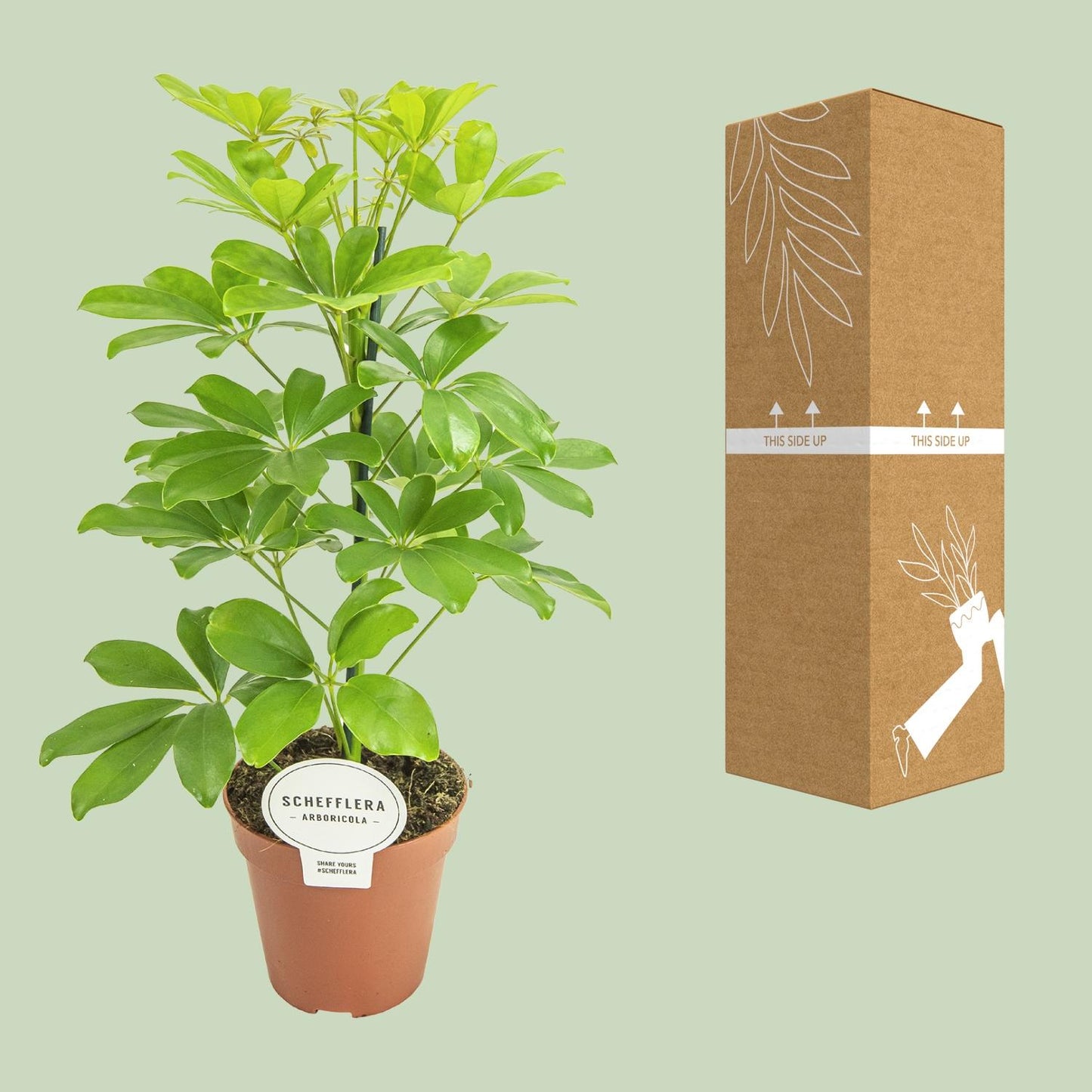 Schefflera Nora - Pflegeleichter Schirmbaum Ø13cm, 45cm hoch