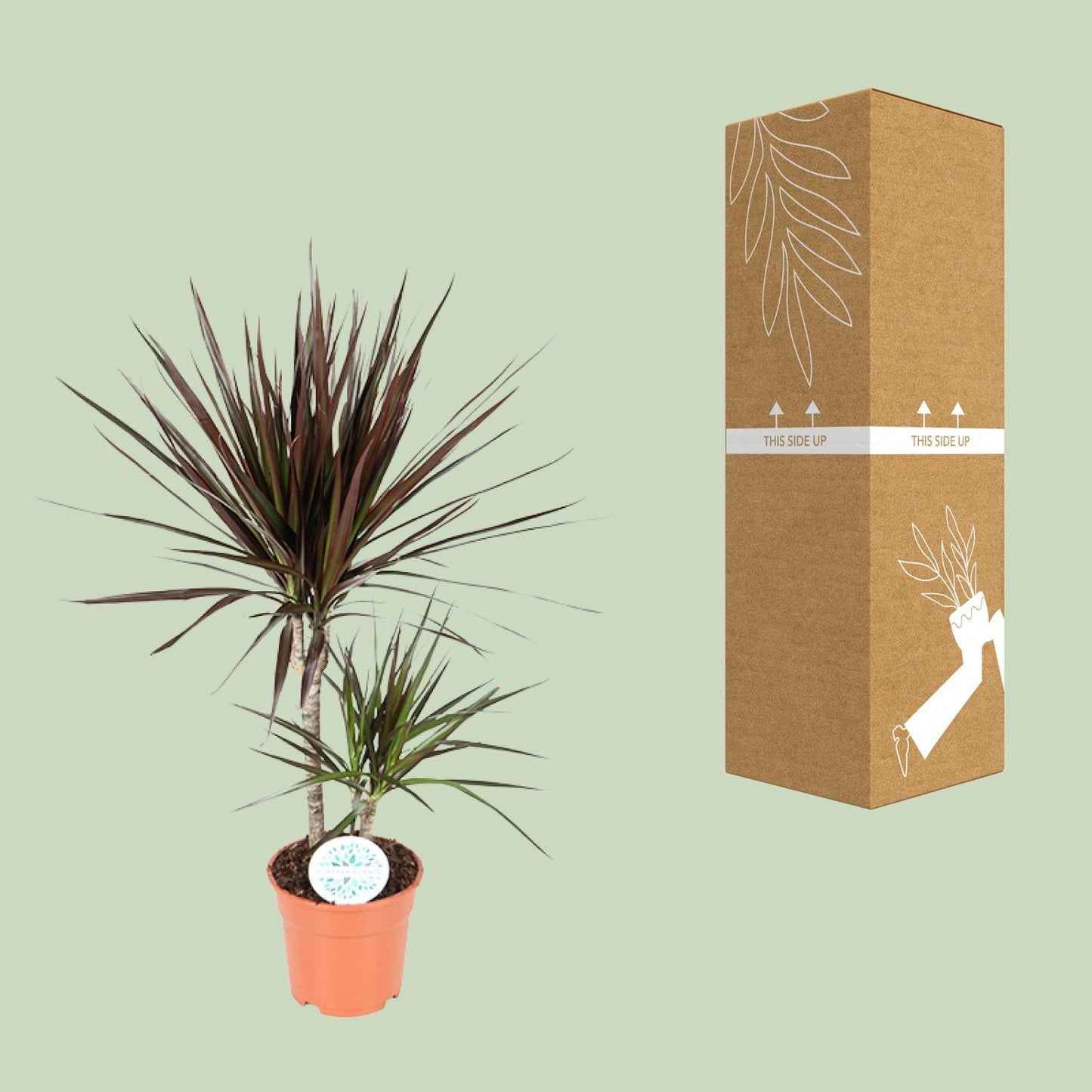 Dracaena Magenta – Stilvoller Drachenbaum Ø17cm, 70cm hoch