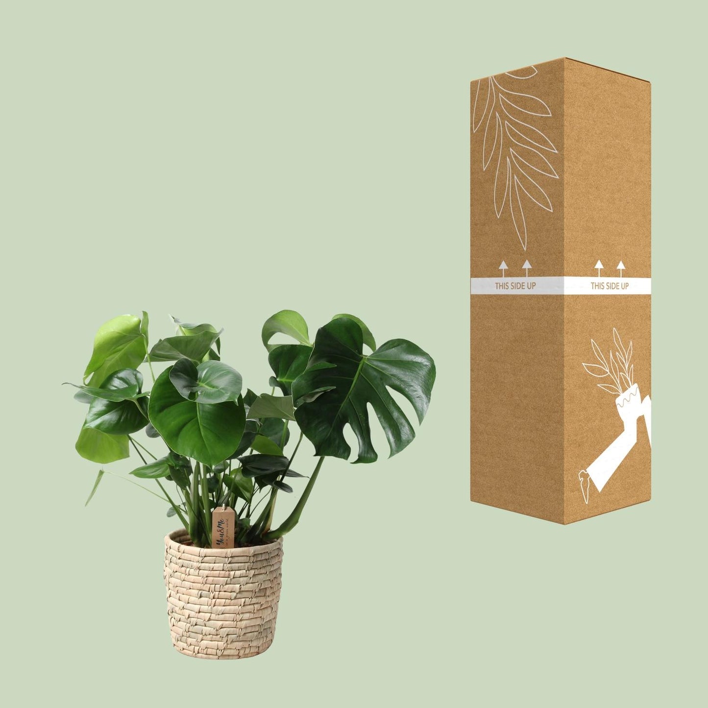 Monstera In Basket Palmleaf – Ø21cm, Höhe 60cm