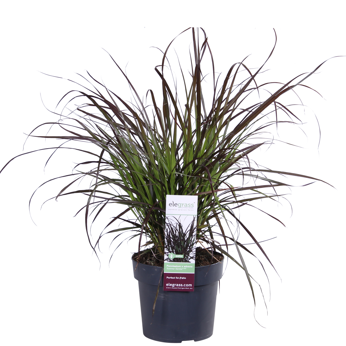 Pennisetum x advena 'Summer Samba' – Ziergras Ø19cm Topf