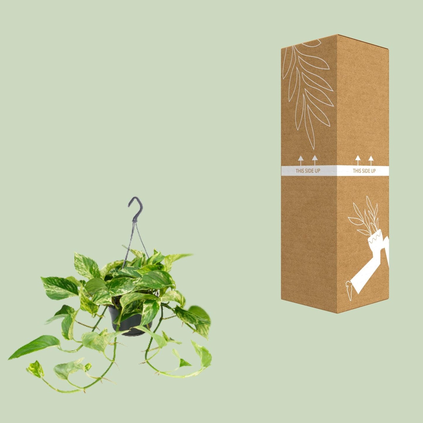 Epipremnum Marble Queen – Pflegeleichte Kletterpflanze Ø15cm