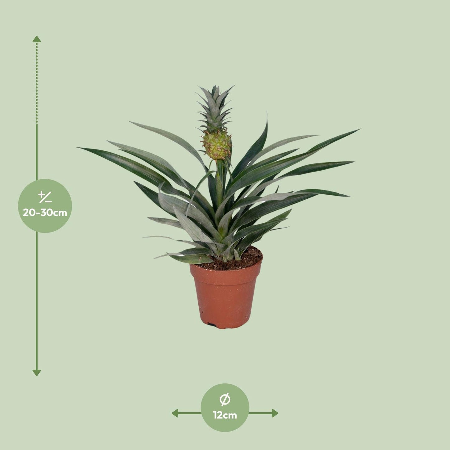 Bromelia Ananas - Tropische Zimmerpflanze Ø12cm, 30cm hoch
