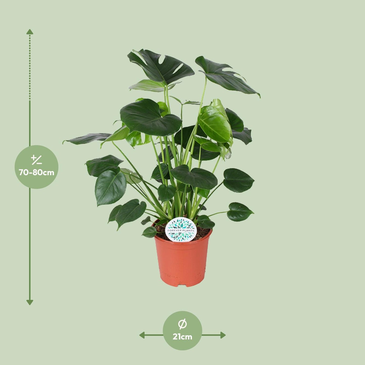Monstera Deliciosa – Pflegeleichte Fensterblatt-Pflanze Ø21cm